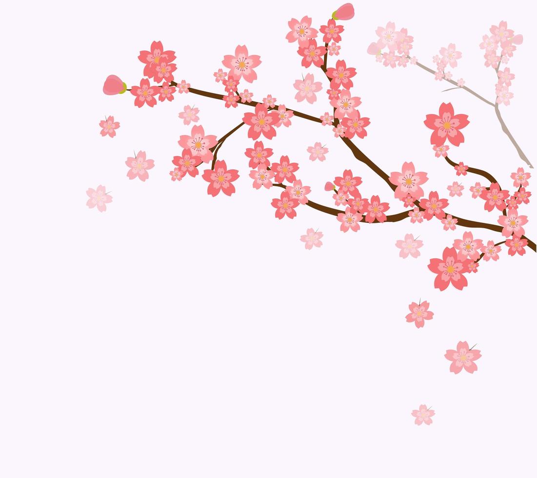 Cherry tree branches and flowers vector