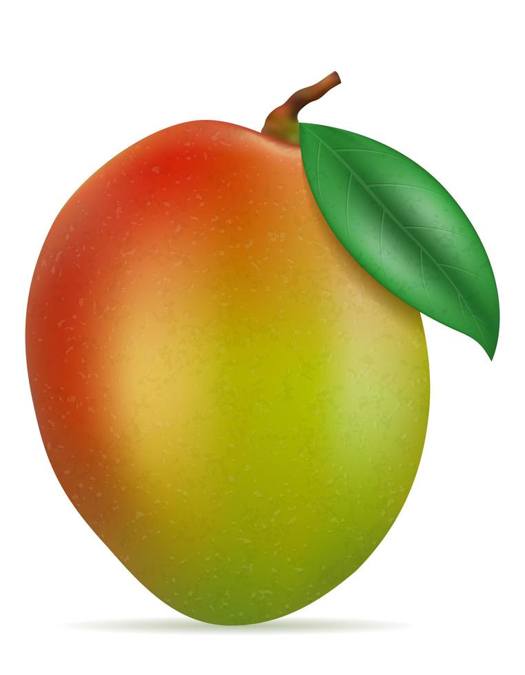 Mango fresh ripe exotic fruit vector
