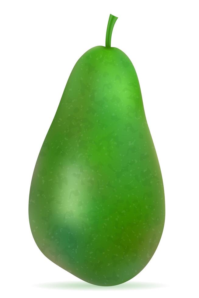 Whole green avocado vector