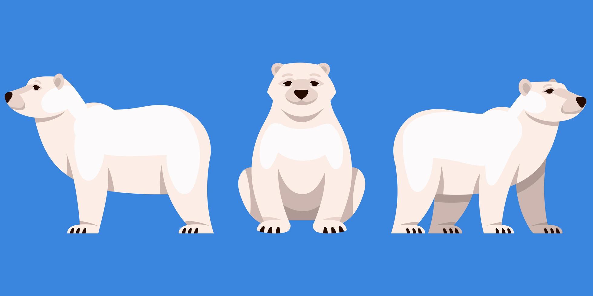 Polar bear in different angles vector