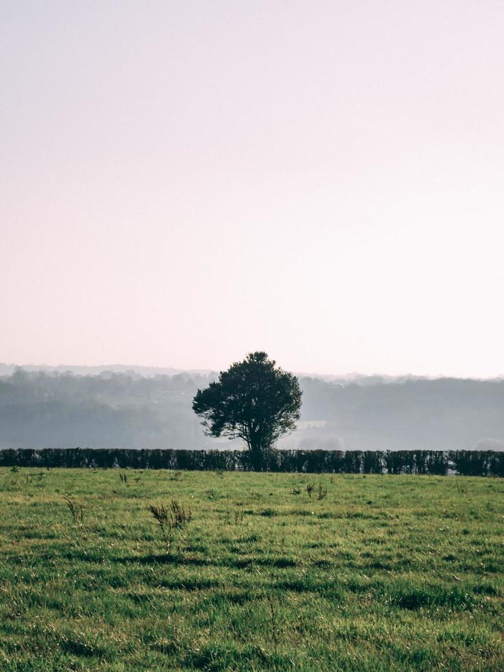 Distant green tree photo