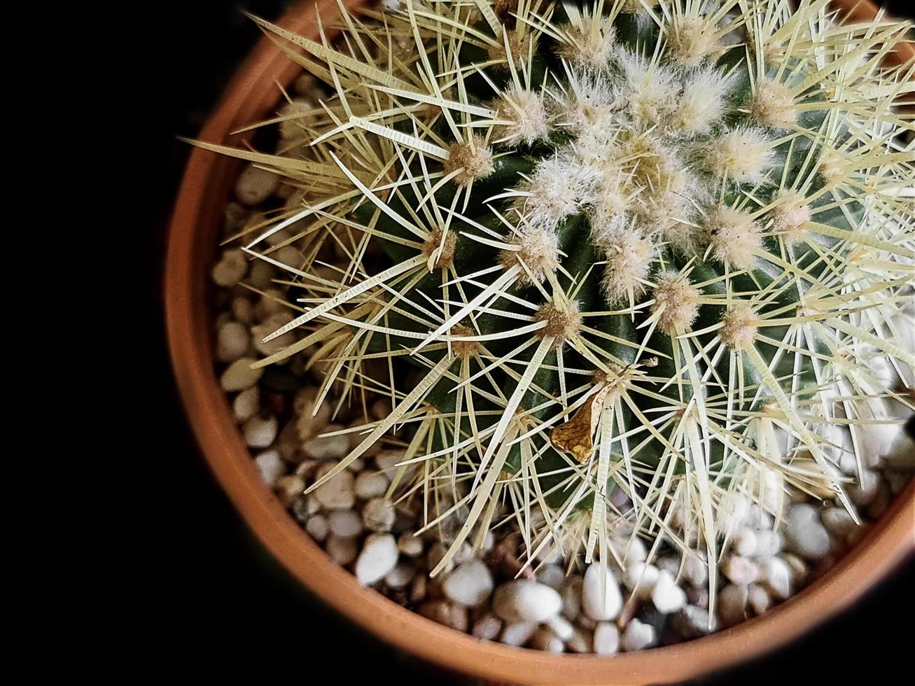 Cactus puntiagudo en maceta aislado en negro con enfoque selectivo foto