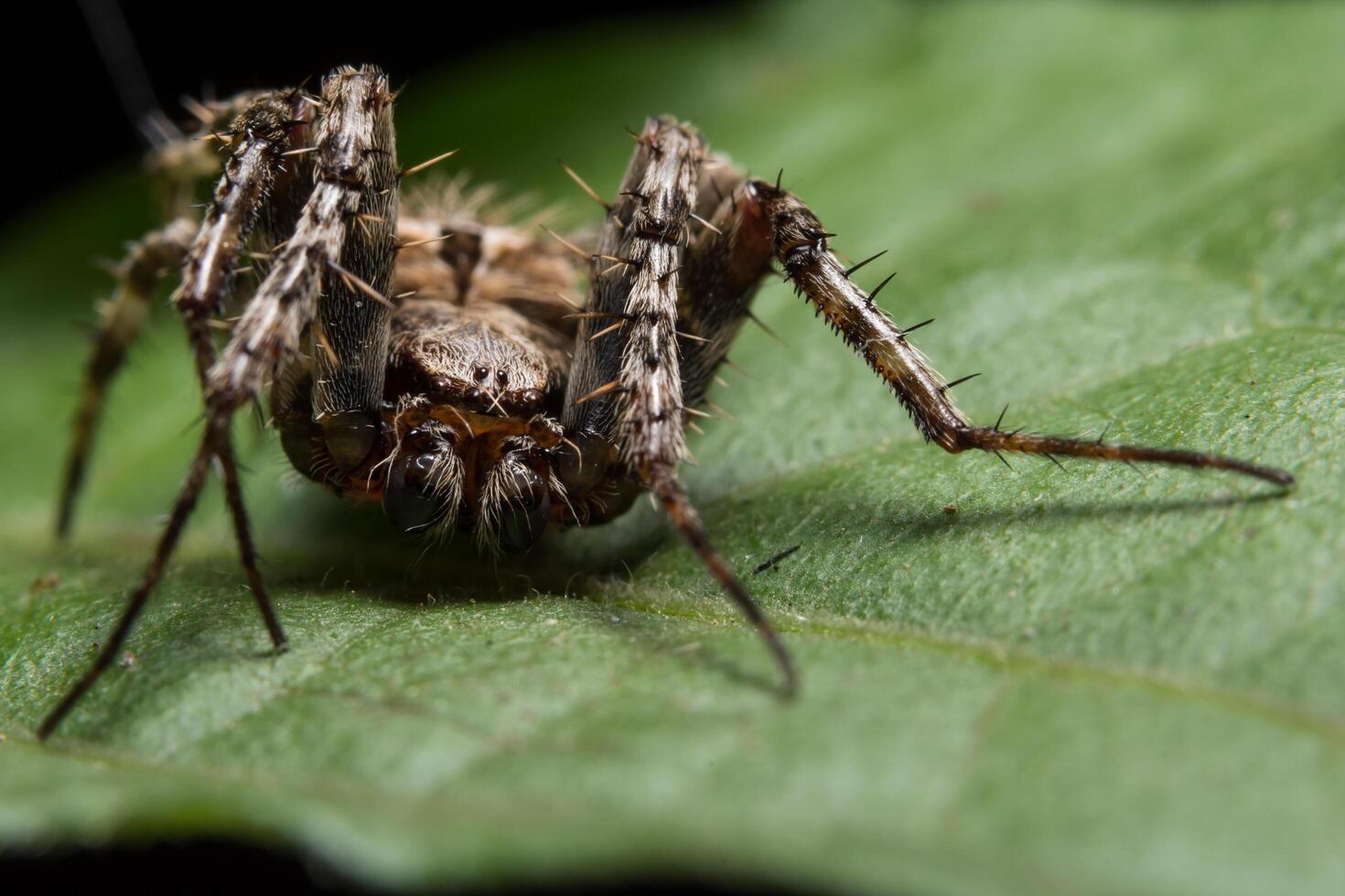 Spider on a leaf, close-up photo