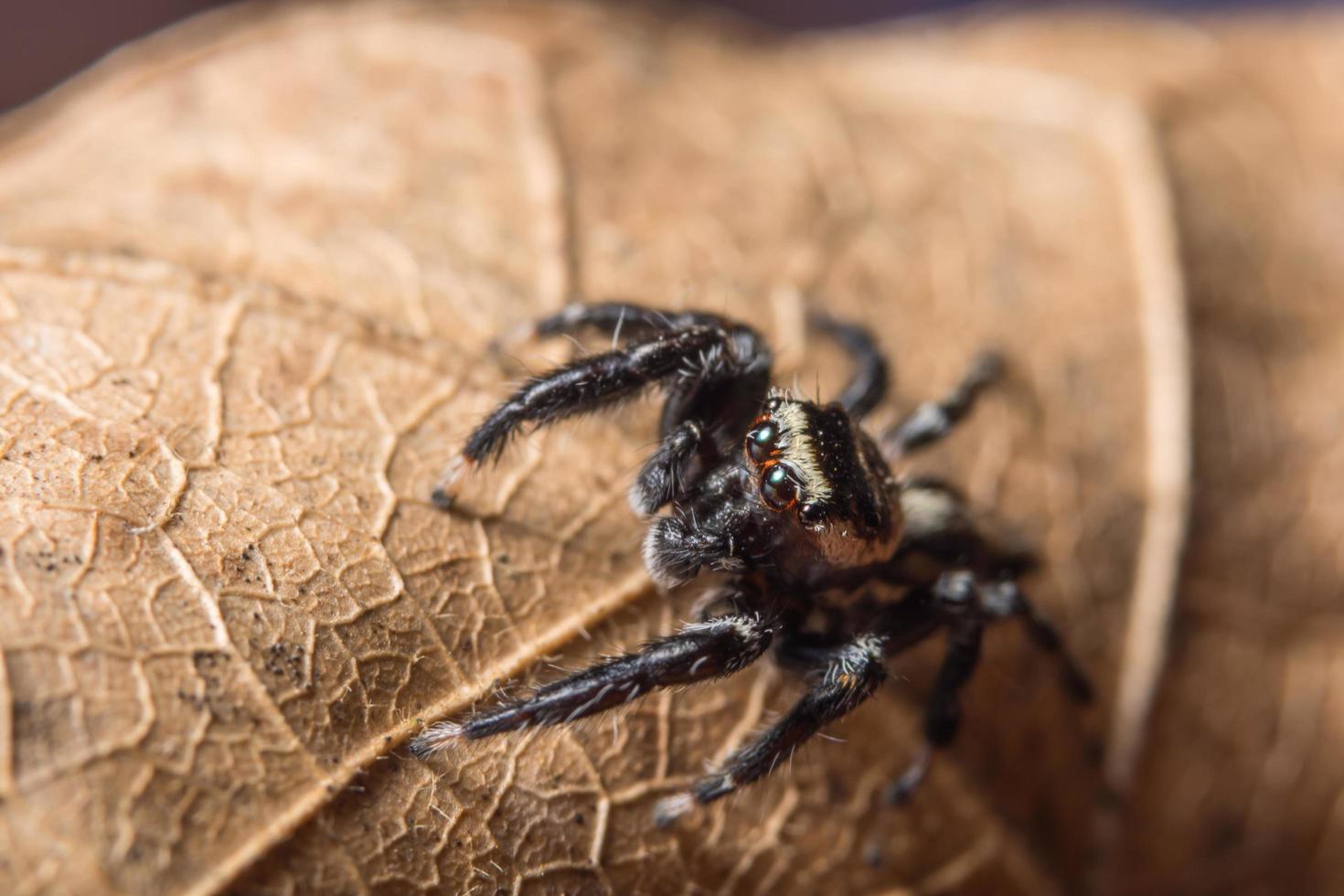 Araña macro sobre una hoja seca foto