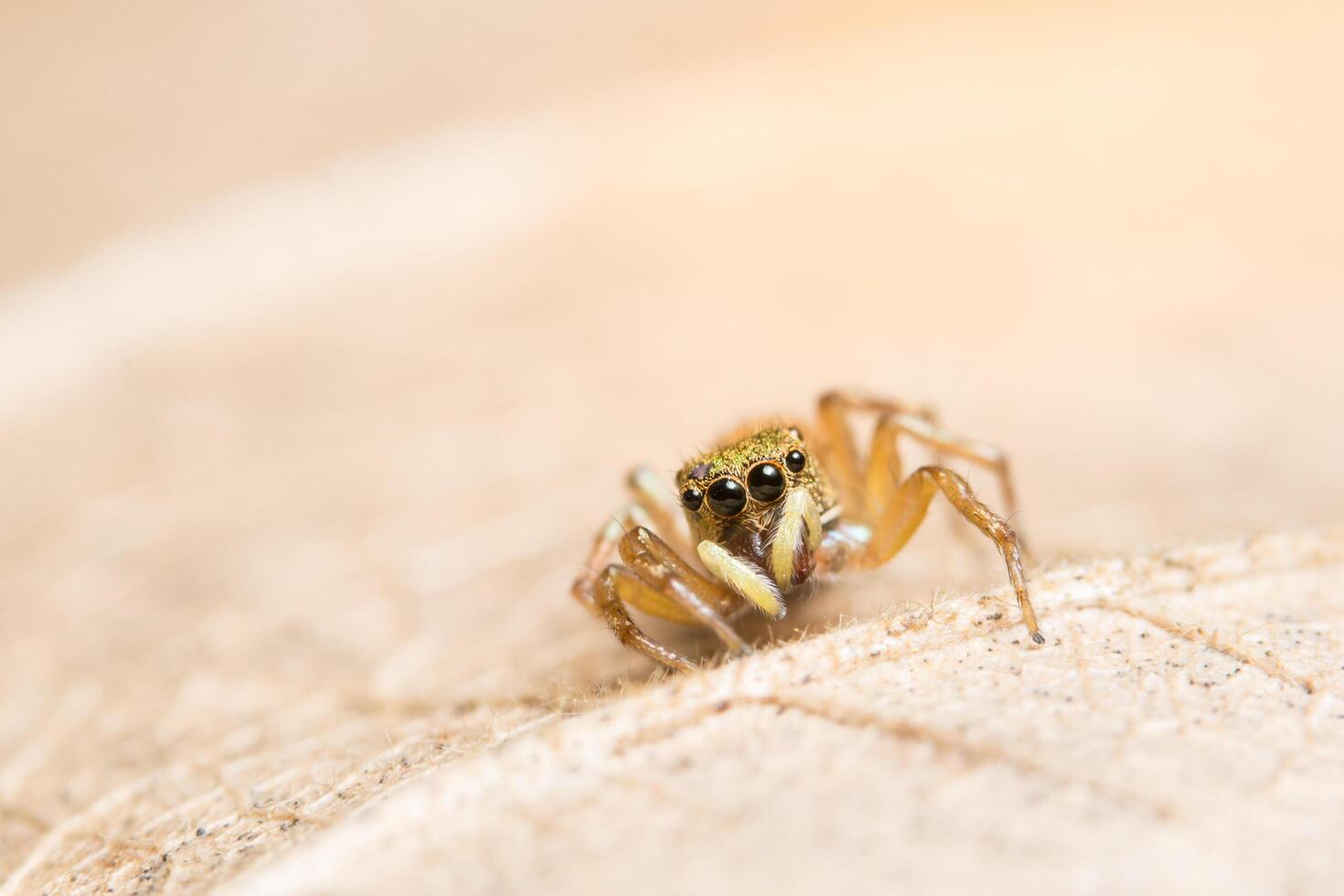 araña en una hoja, primer plano foto