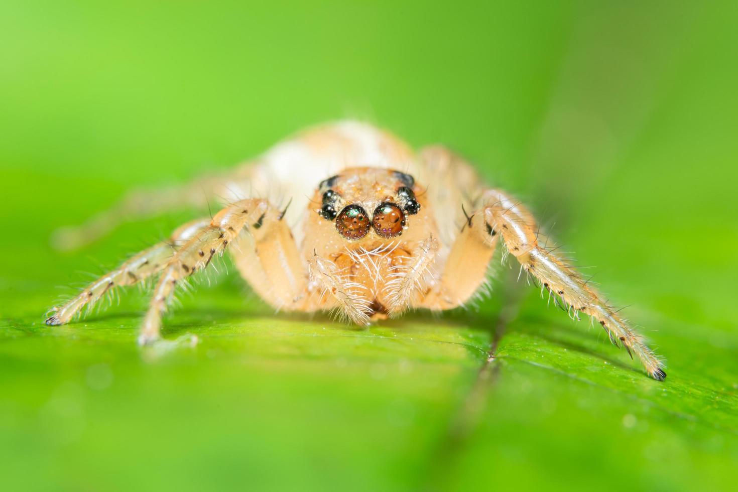 araña en una hoja verde foto