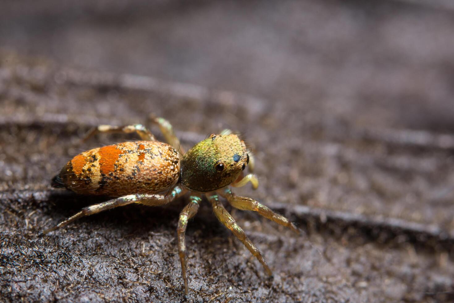 Spider on a leaf, close-up photo