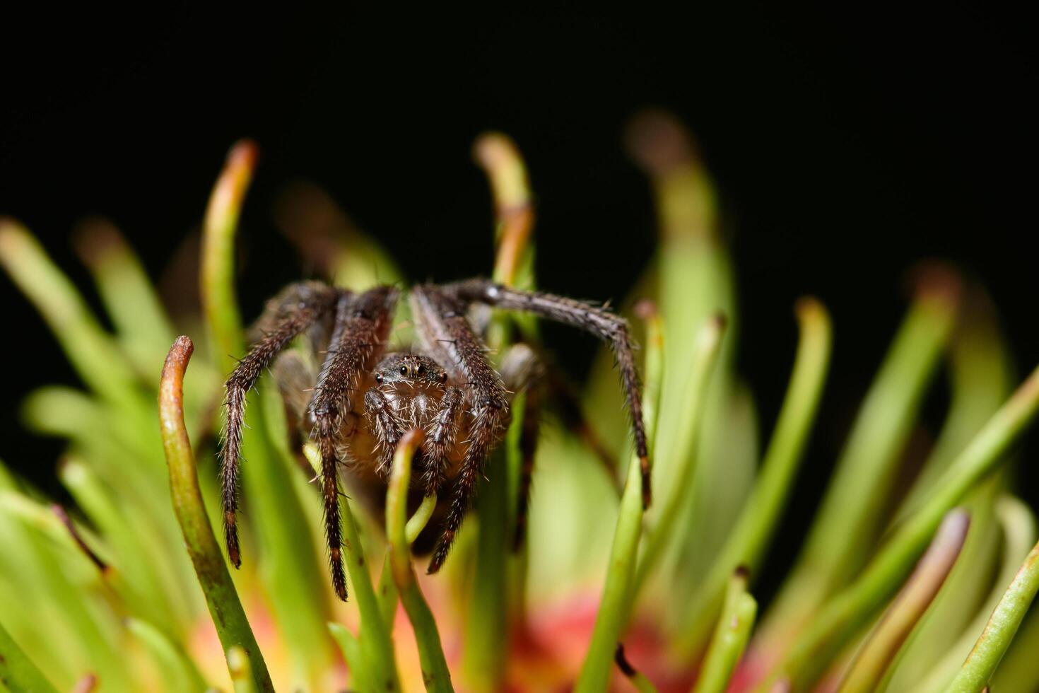 macro araña en una flor foto