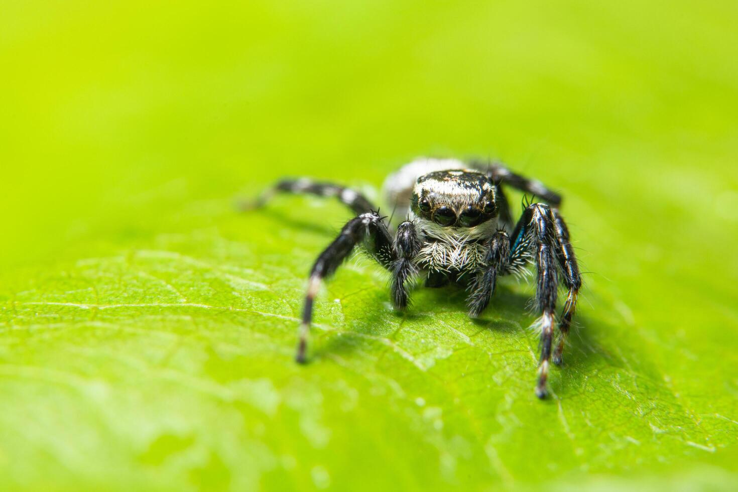 araña en una hoja verde foto