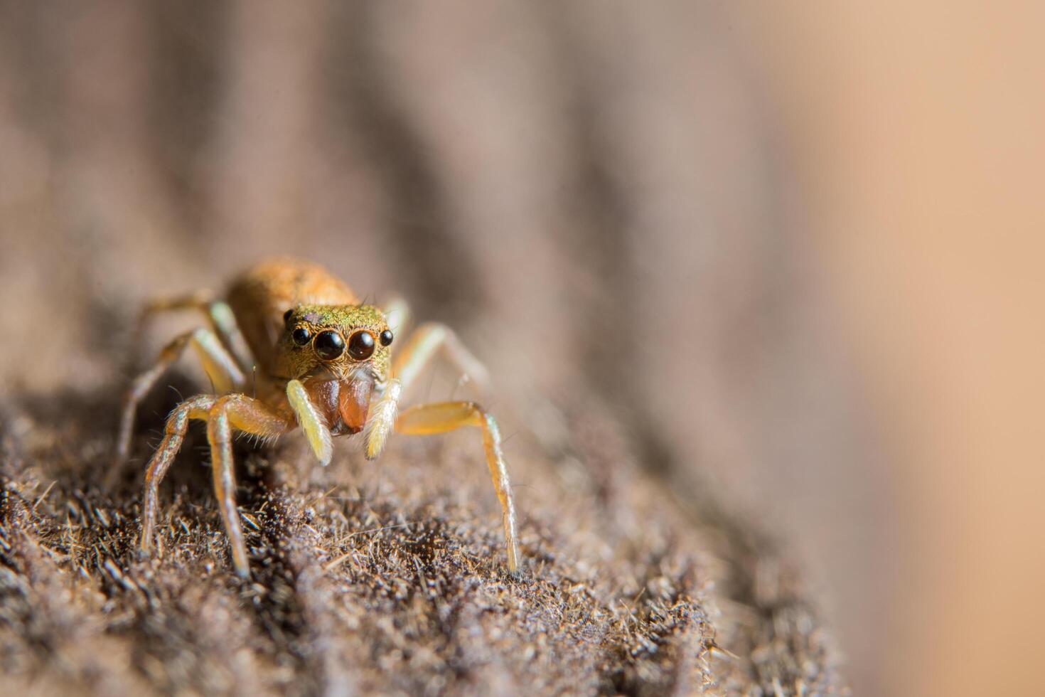 Macro spider on a tree photo