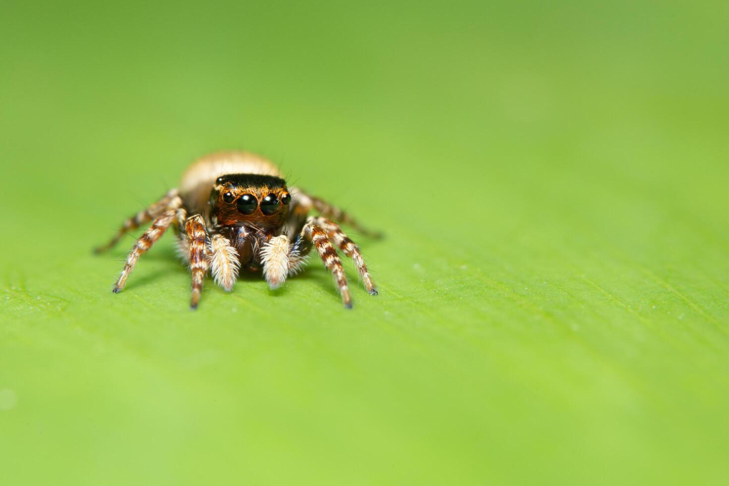 Spider on a leaf, close-up photo