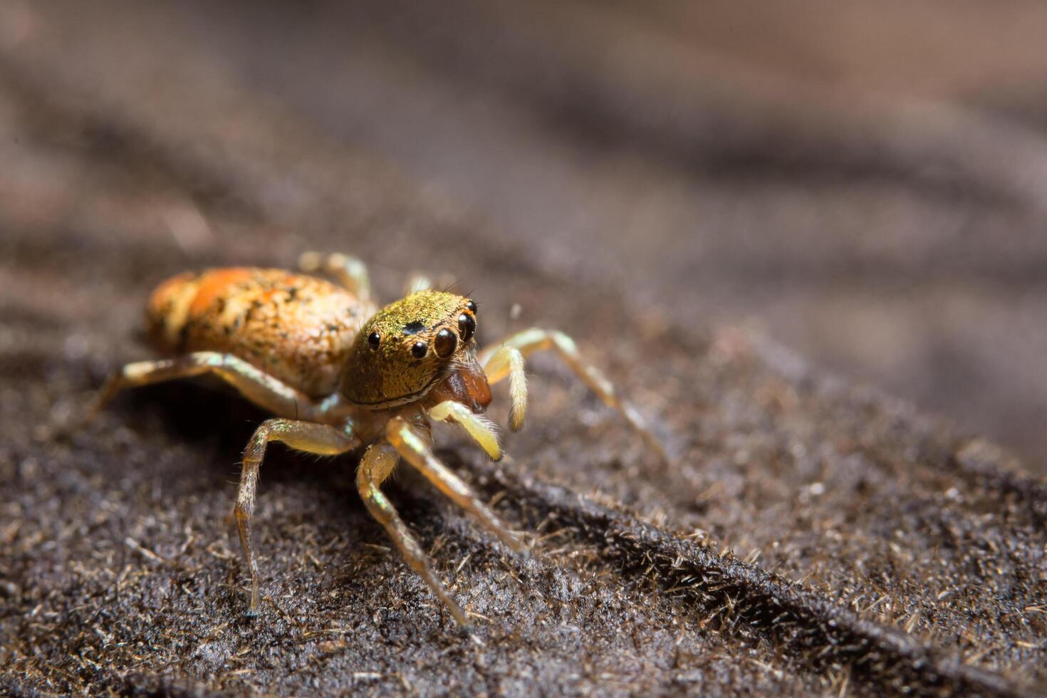 Macro spider on brown background photo