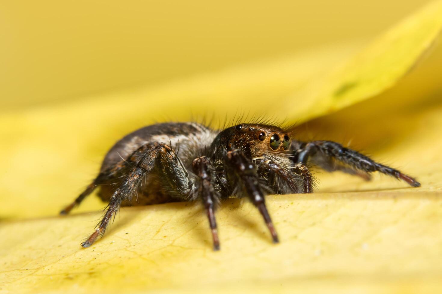 Araña macro sobre una hoja amarilla foto