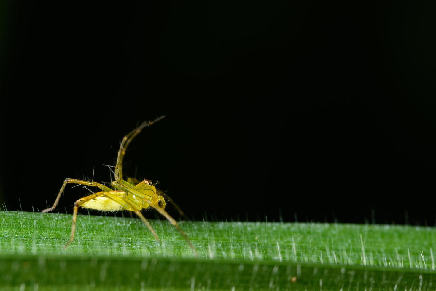 Spider on a green leaf photo