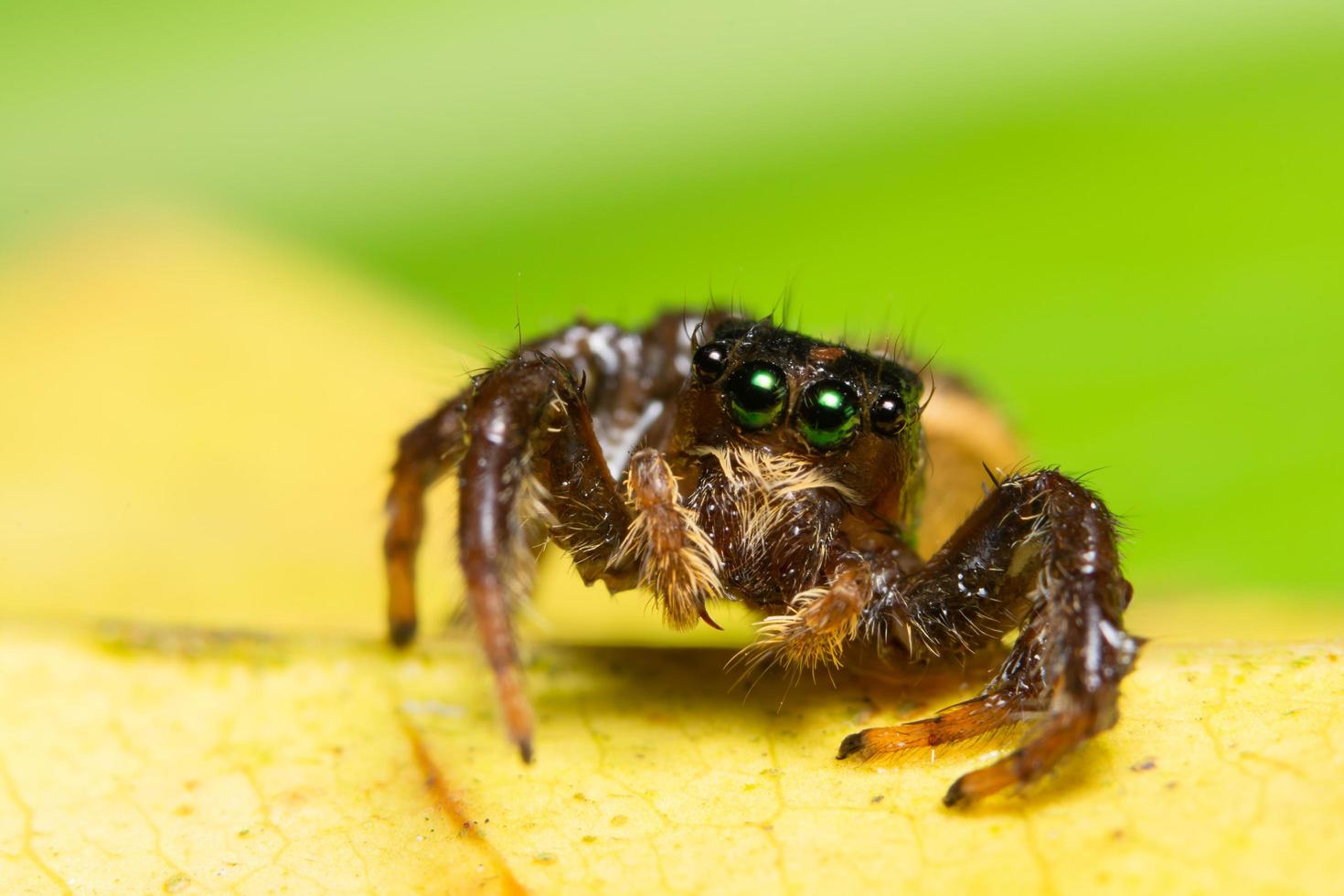 araña en una hoja amarilla foto