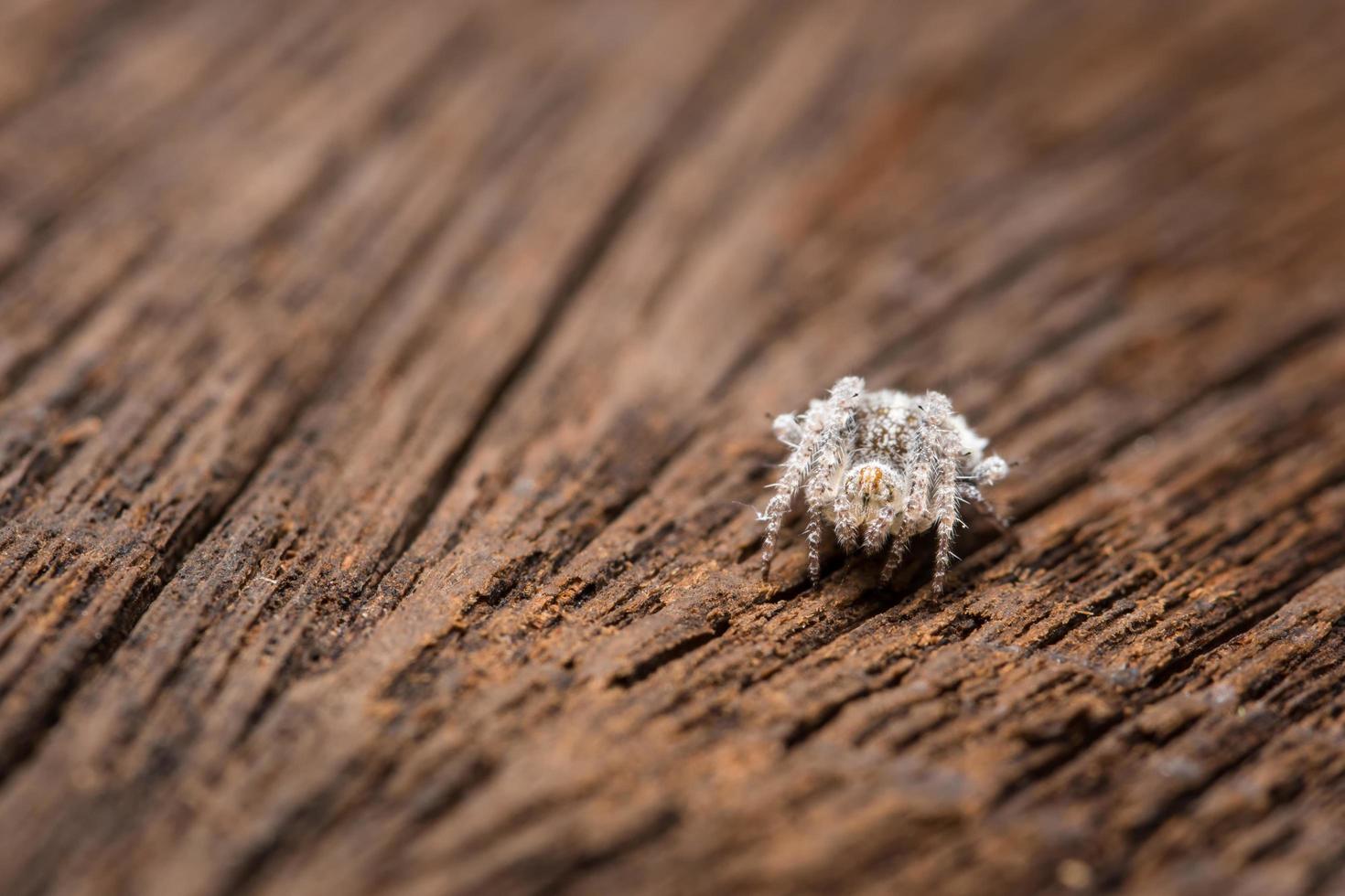 araña en un árbol, primer plano foto