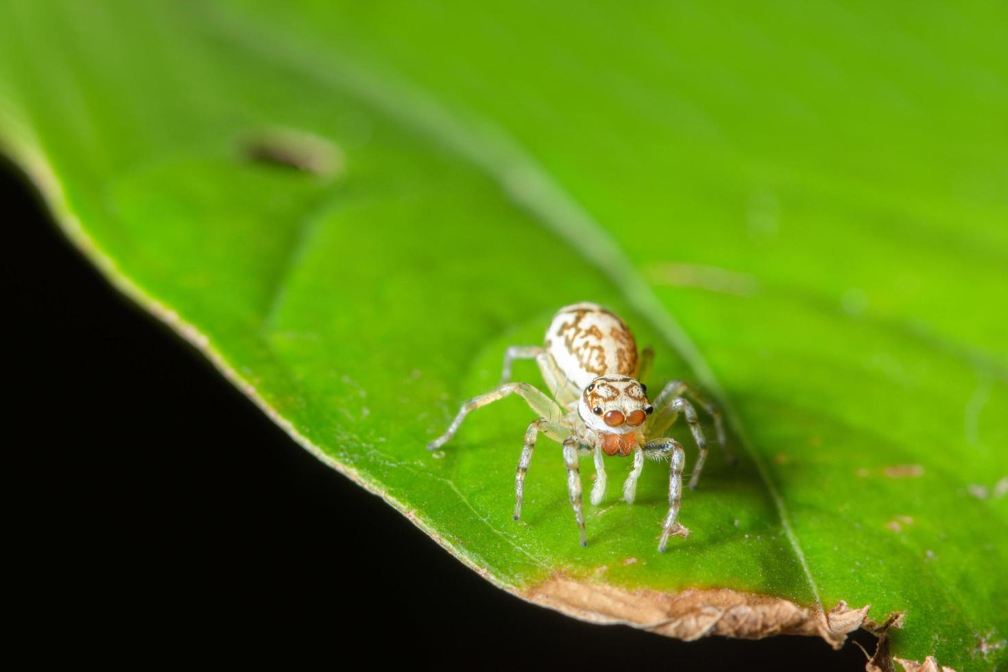 Spider on a leaf, close-up photo