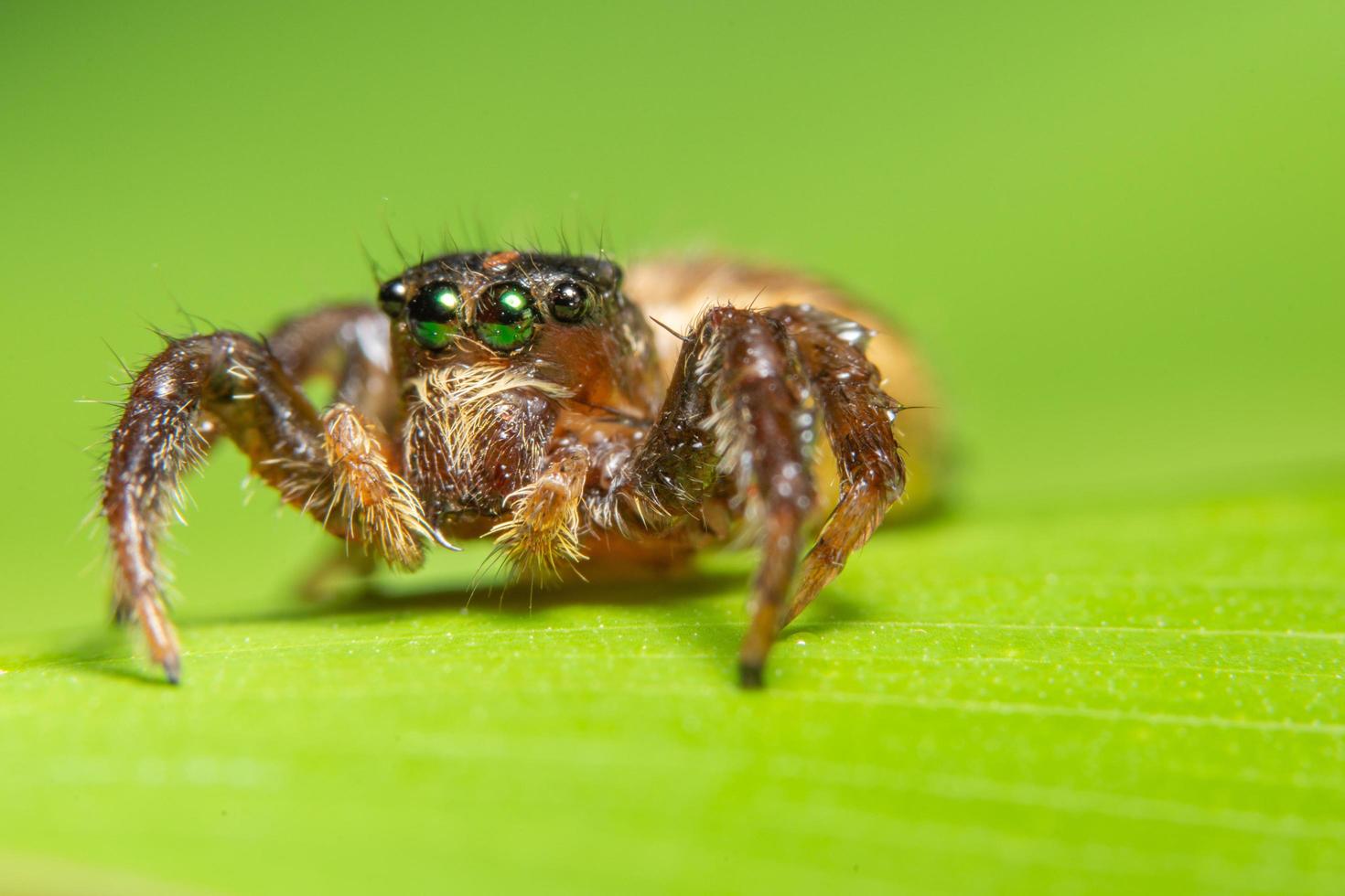 Spider on a leaf, close-up photo