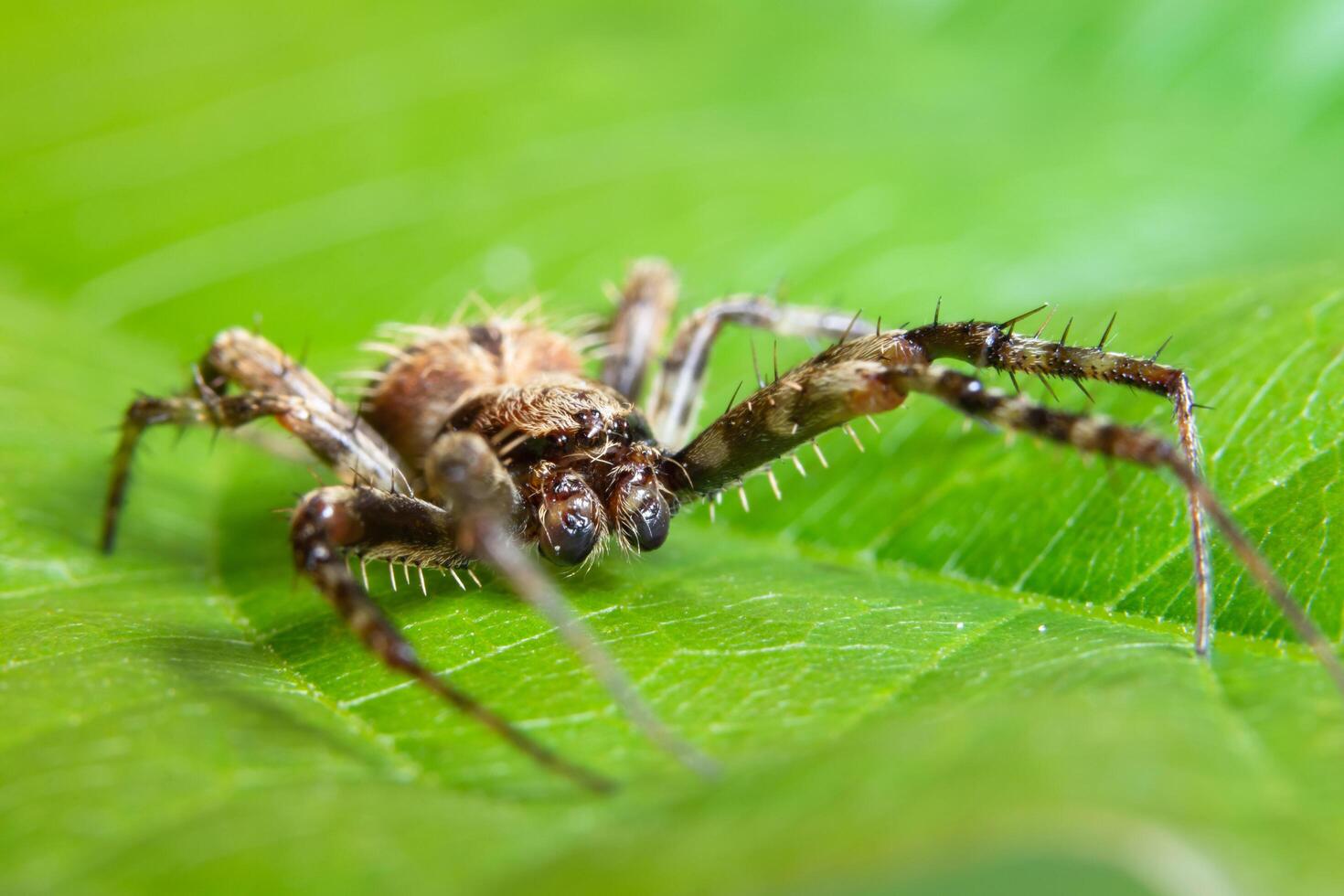 araña en una hoja verde foto