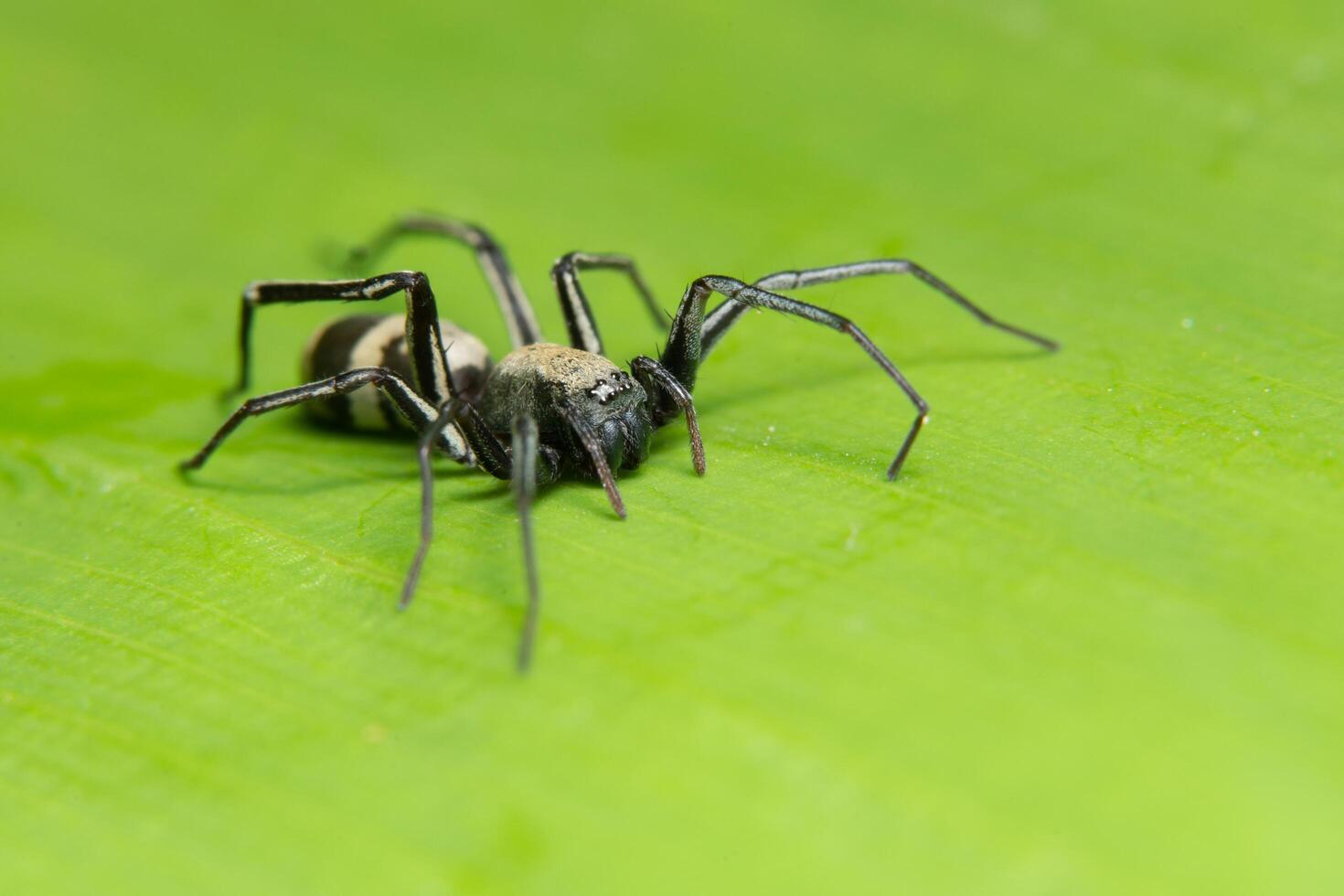 Spider on a leaf, close-up photo