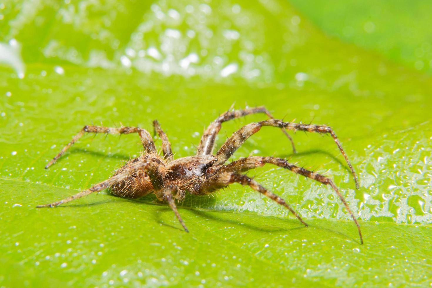 Spider on a leaf, close-up photo