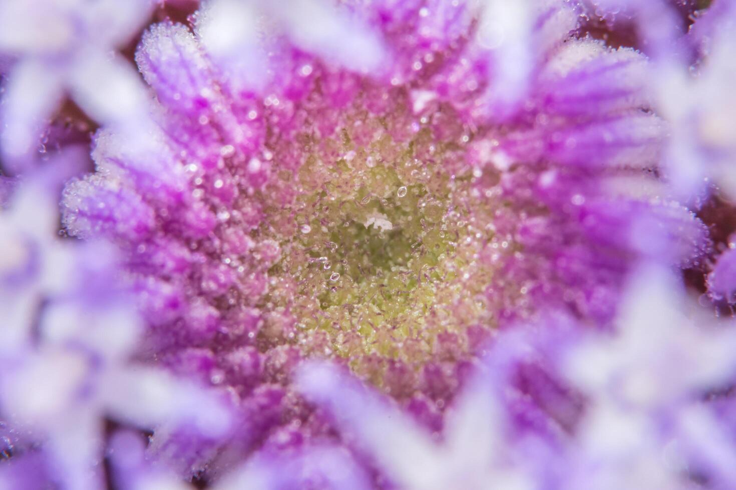 Macro purple flowers photo