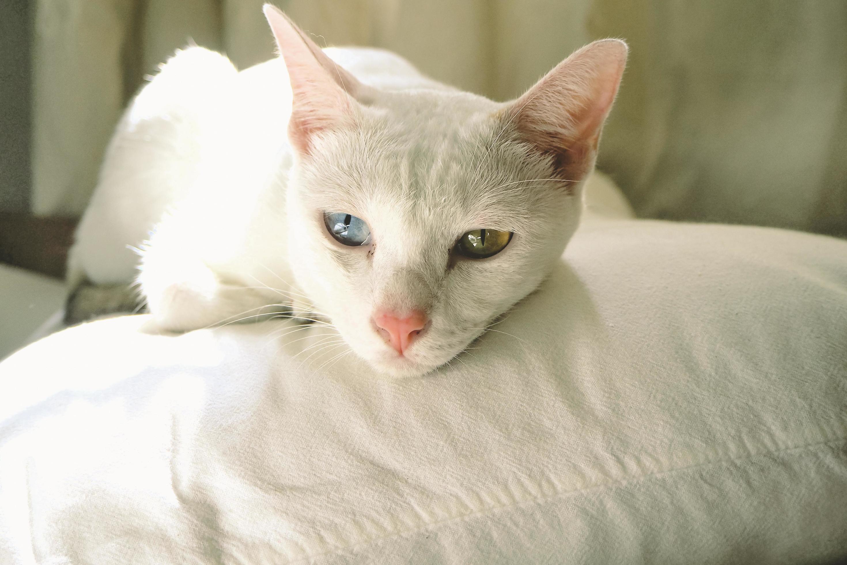 white cat yellow eyes