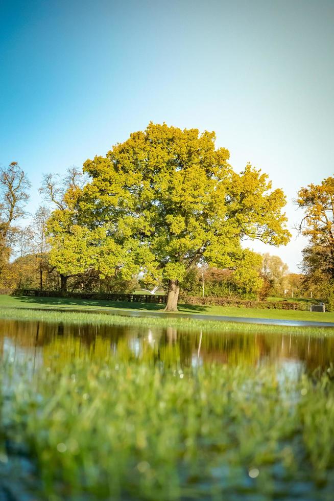 Reflected tree by the lake photo