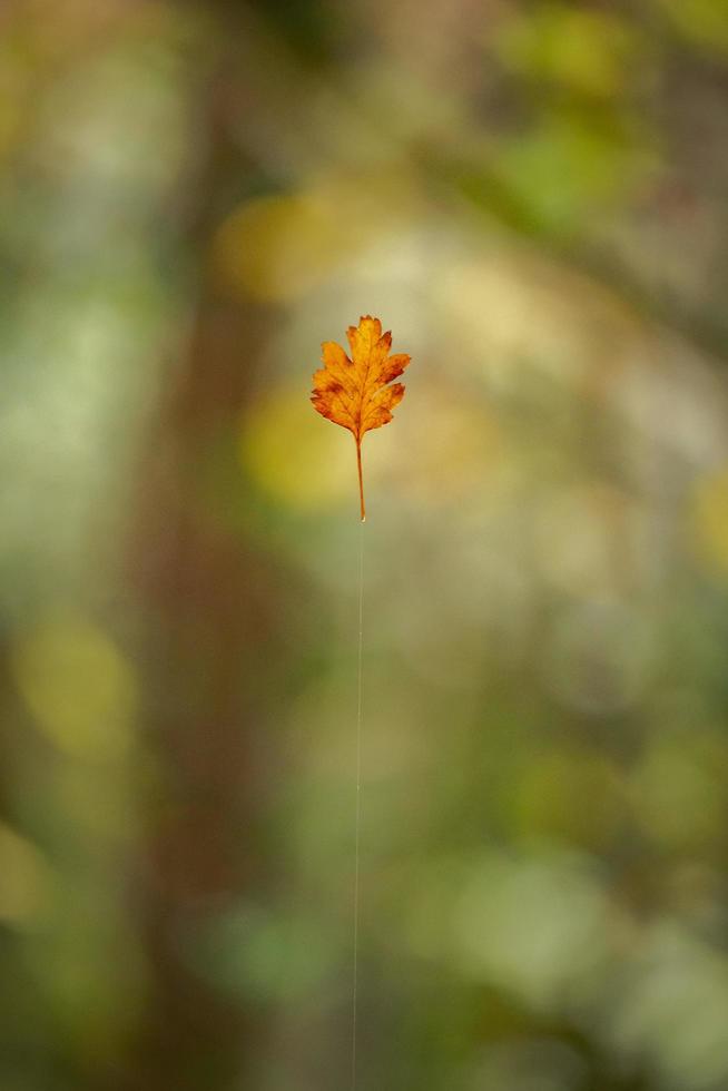 Floating leaf on green background photo