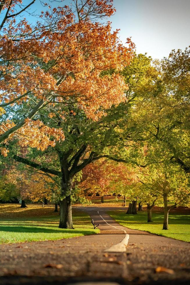 Pathway in the park photo