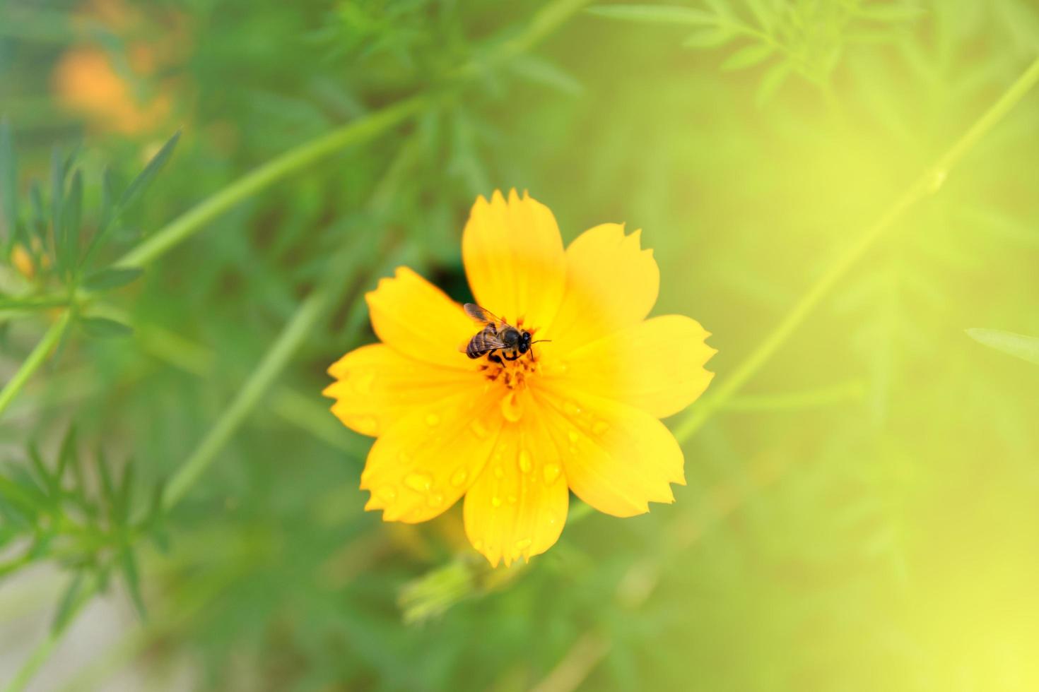 A bee visits a cosmos flower photo