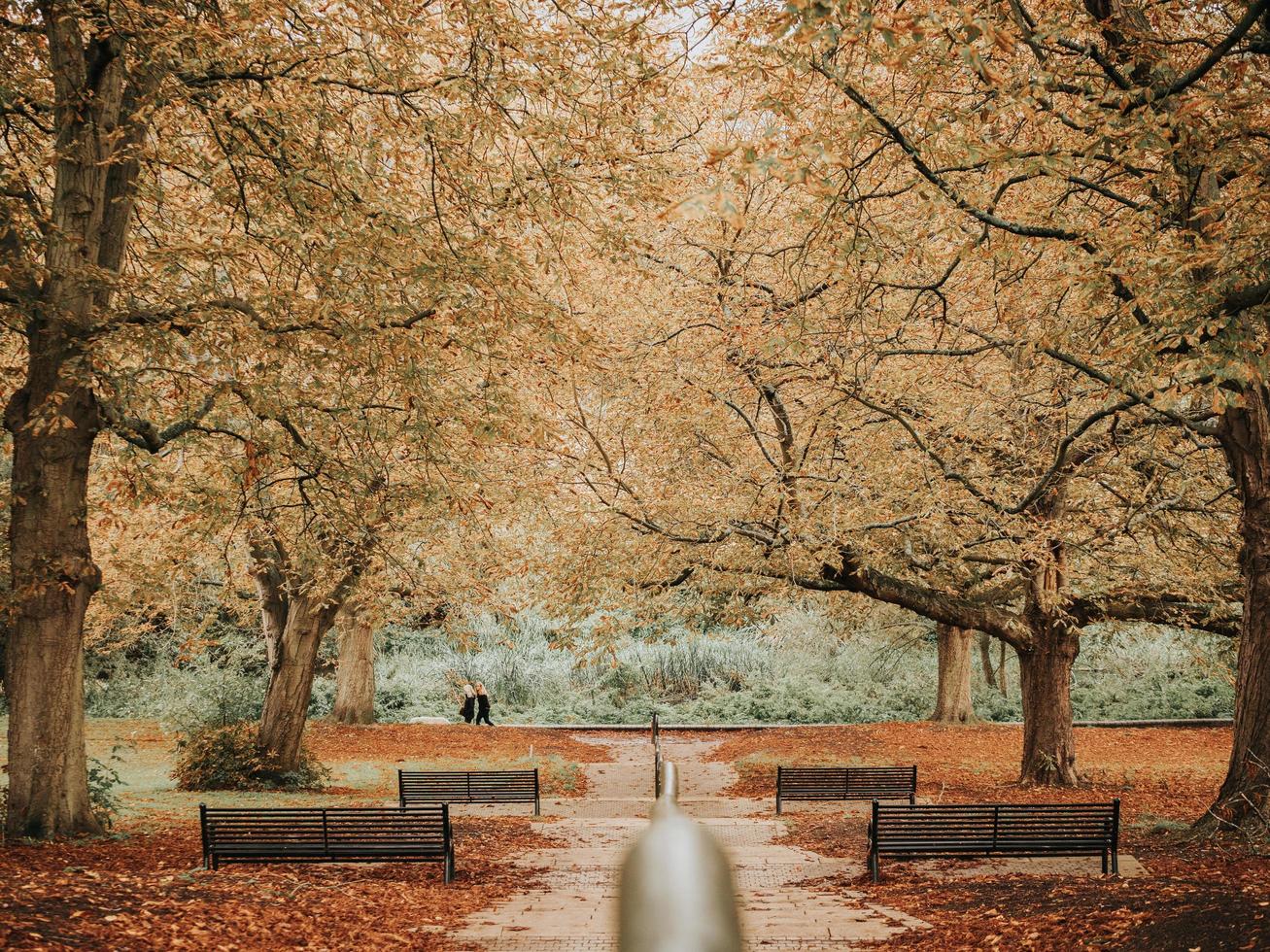 otoño en el parque foto