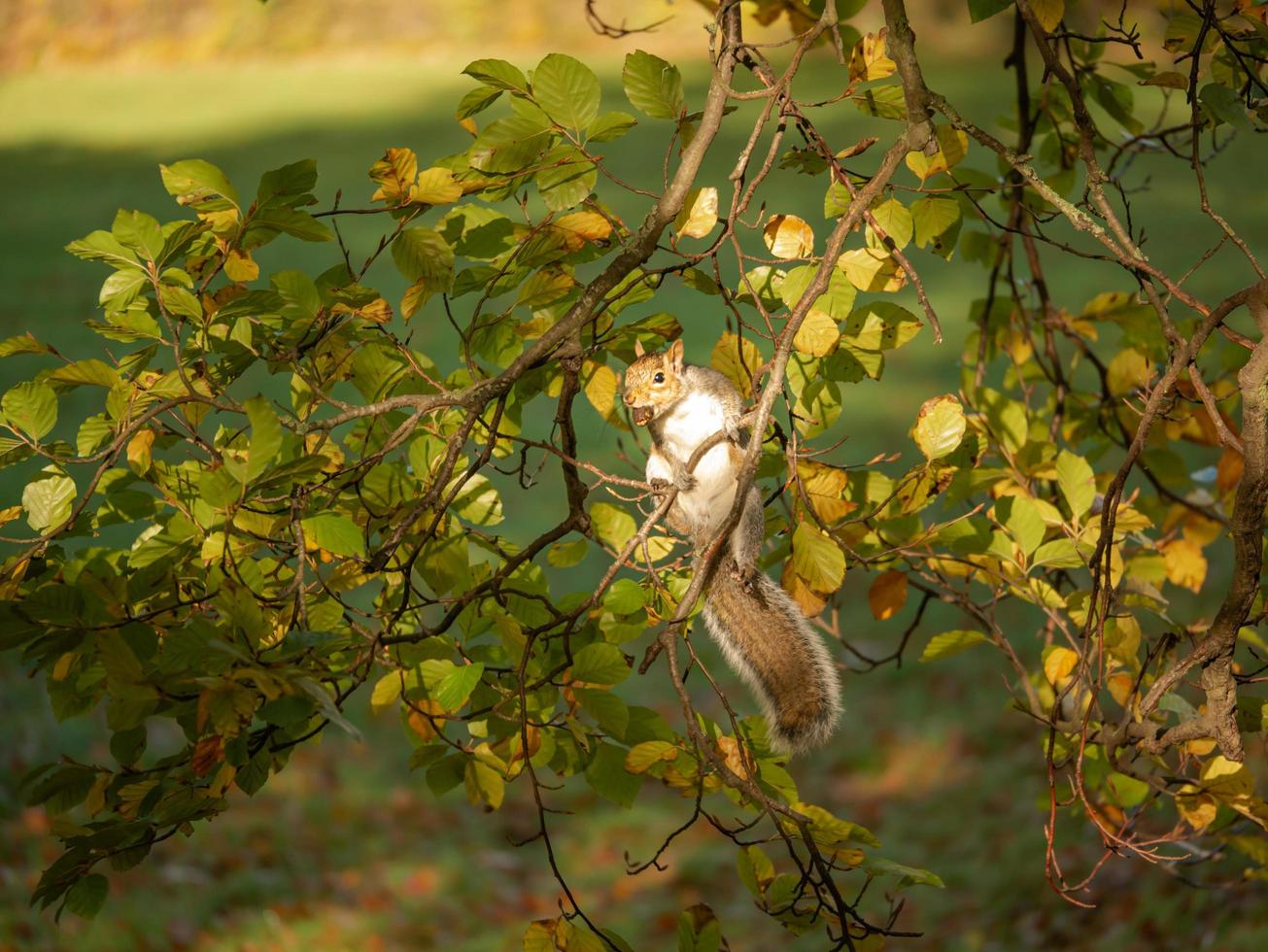 Squirrel on the tree photo