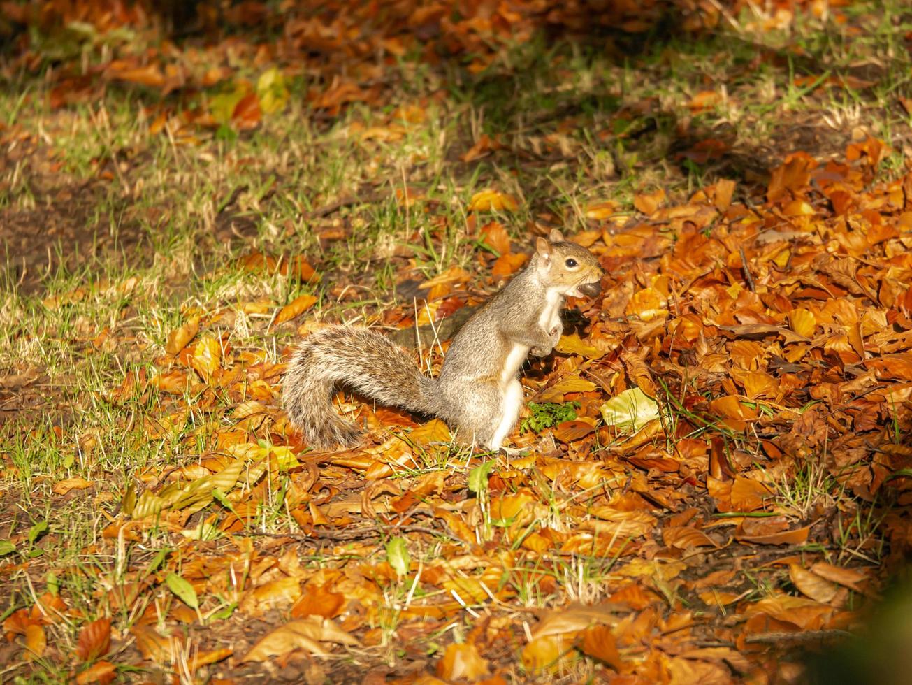 Squirrel on the ground photo