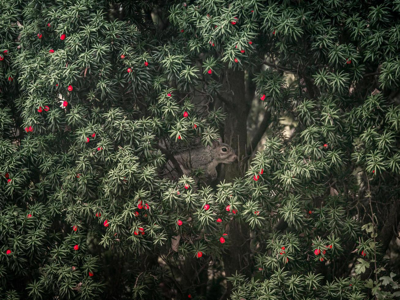 ardilla en un árbol foto