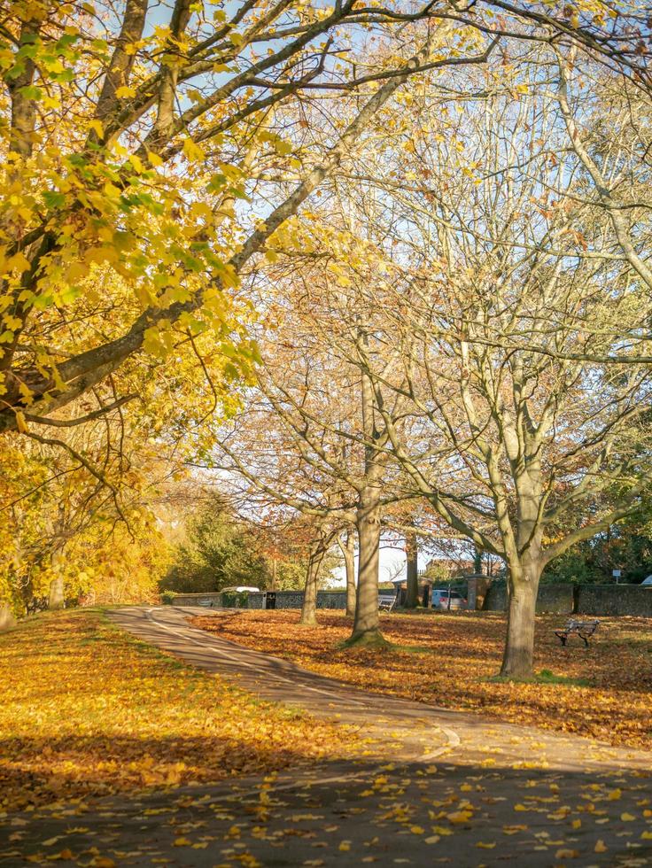 camino en el parque foto