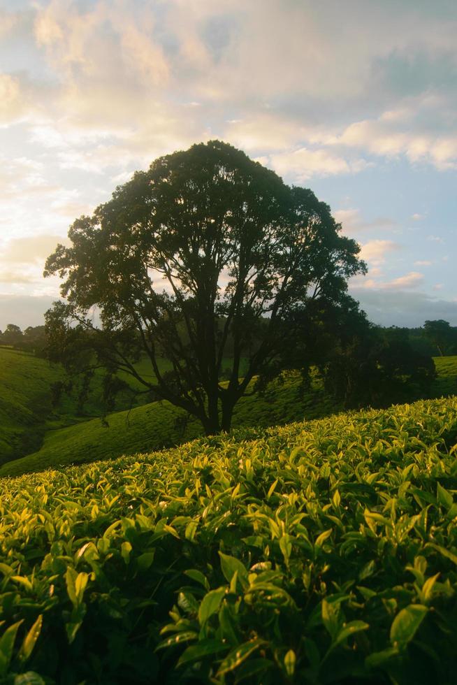 Tree standing in the middle of a tea plantation photo