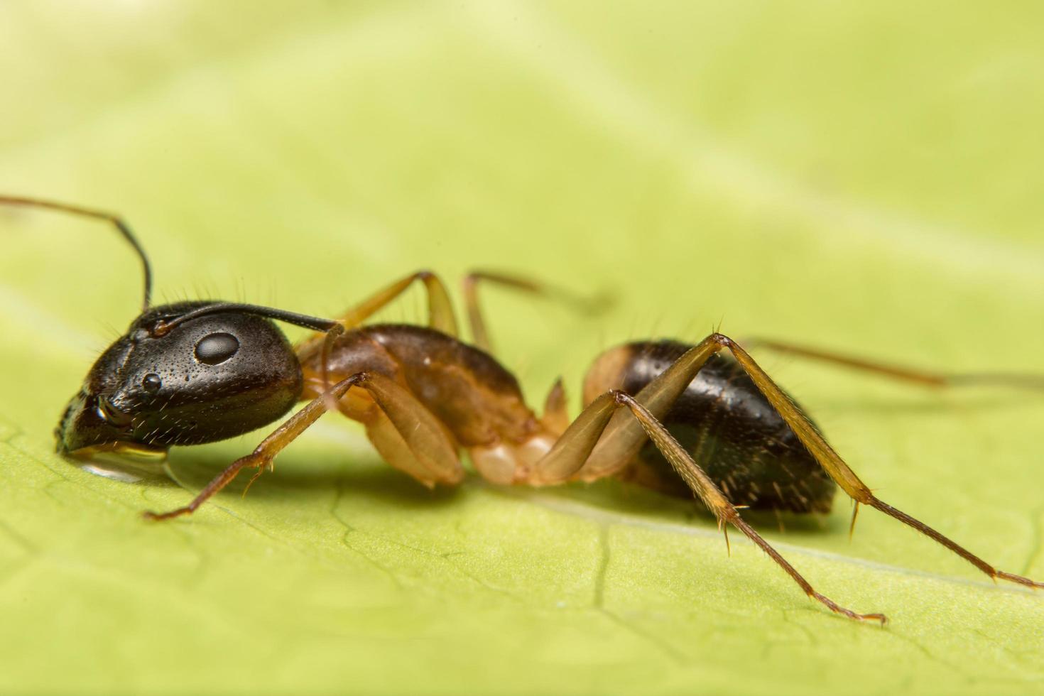 Brown ant macro photo