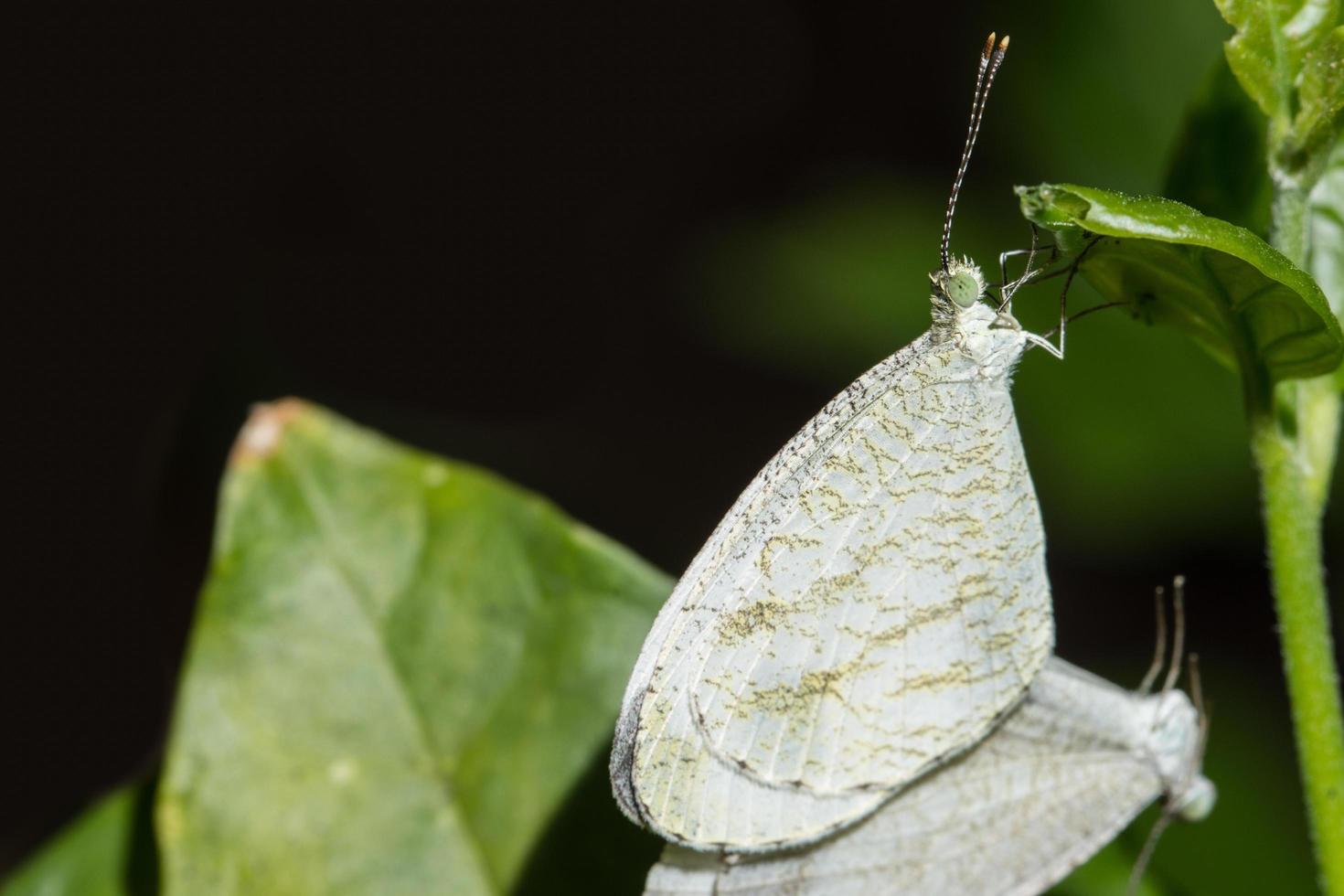 Mating moths close-up photo