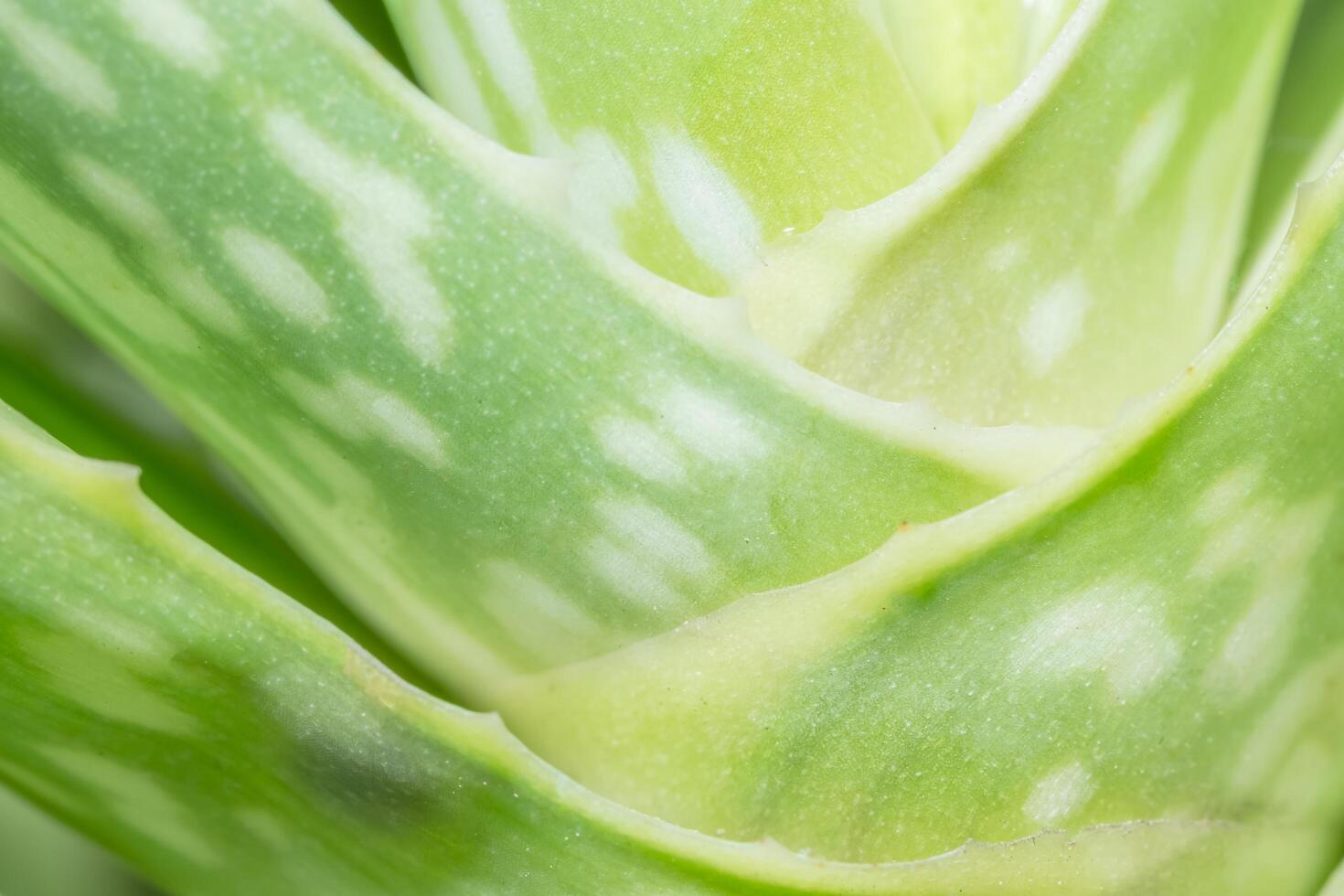 Aloe vera close-up photo