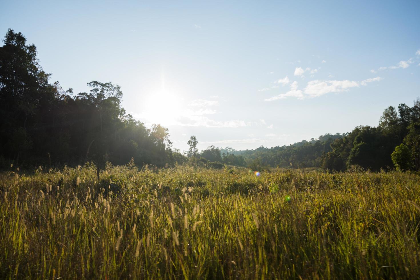 Landscape at Khao Yai National Park photo