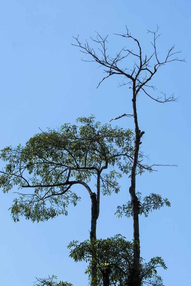 árboles en el parque nacional khao yai foto