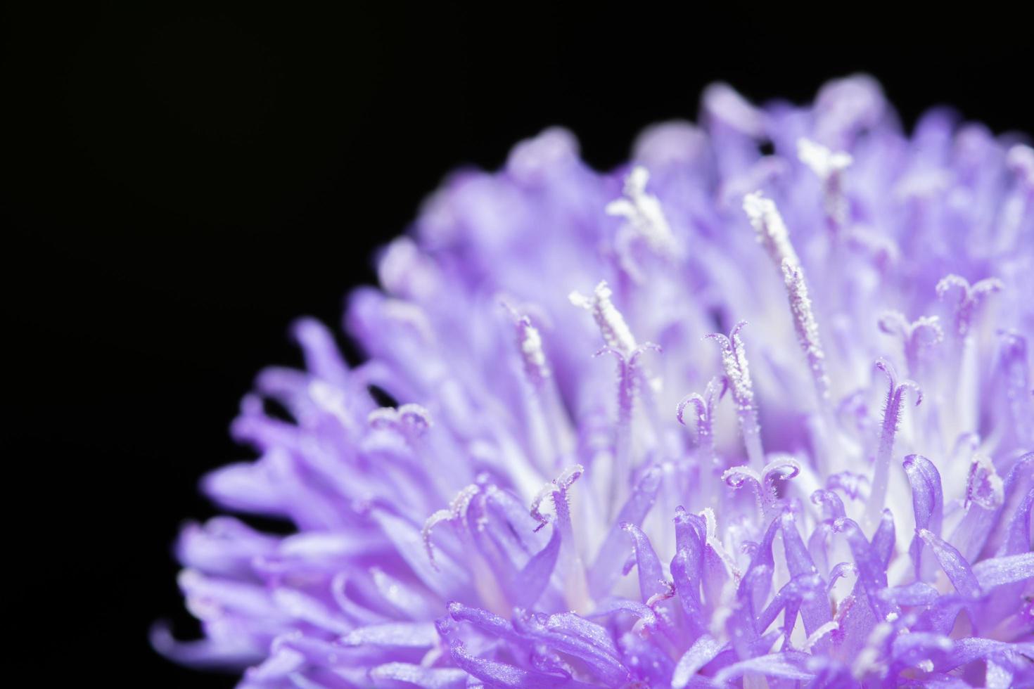 Purple flowers close-up photo