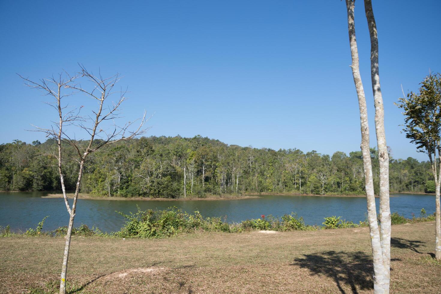 Forest at Khao Yai National Park photo