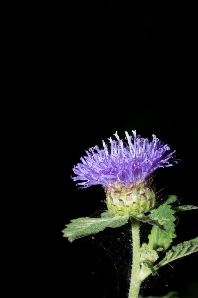 primer plano de flores moradas foto