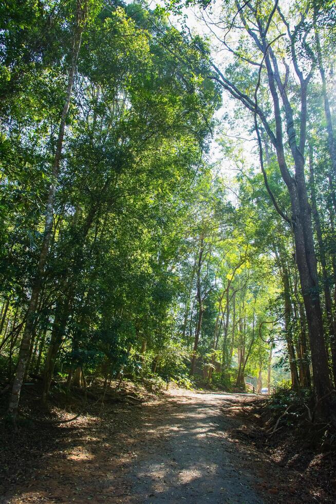 Forest at Khao Yai National Park photo