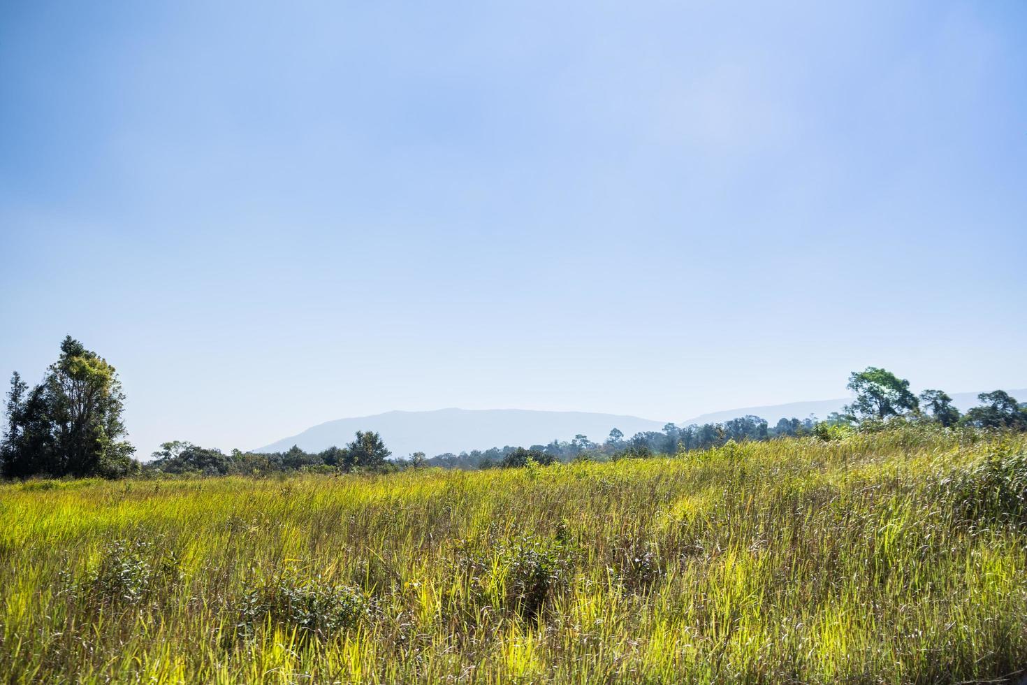 paisaje en el parque nacional khao yai foto