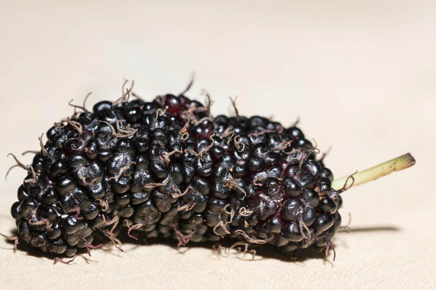 Mulberry, close-up photo