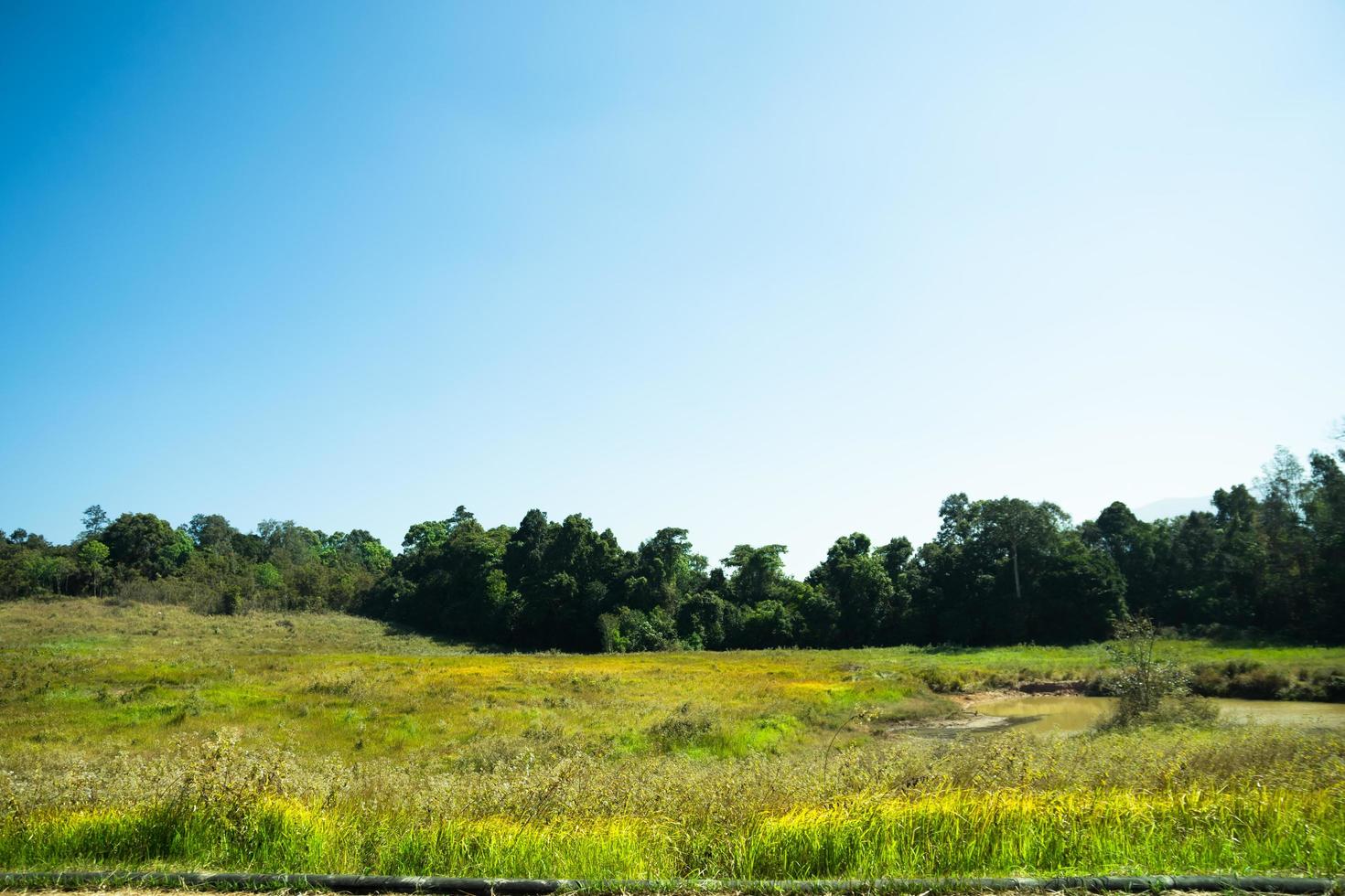 paisaje en el parque nacional khao yai foto