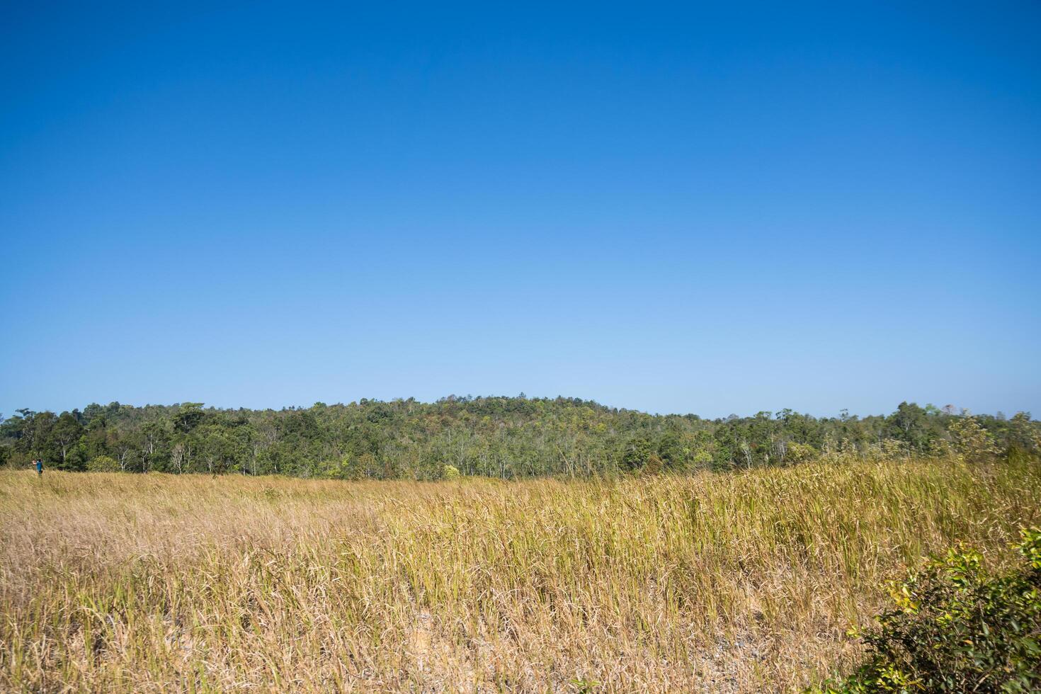 Landscape in the Khao Yai National Park photo